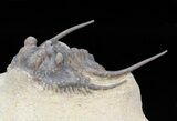 Spiny Leonaspis Trilobite - Foum Zguid, Morocco #40149-1